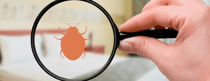 bed bug pest control 