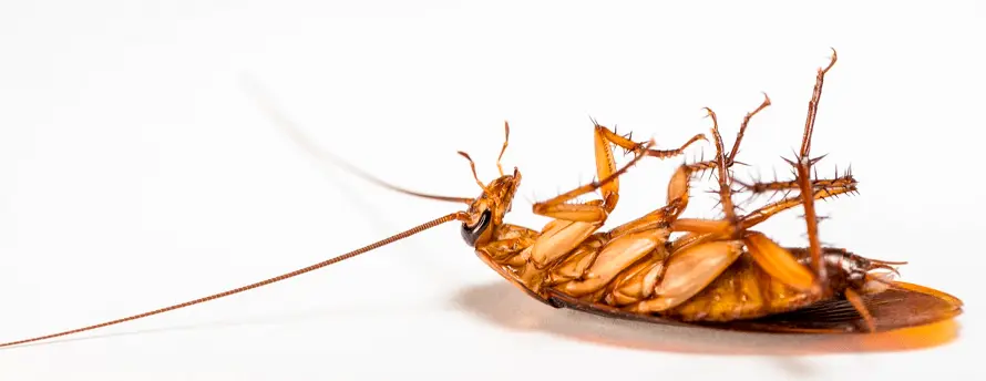 Cockroach Control Services in Kochi