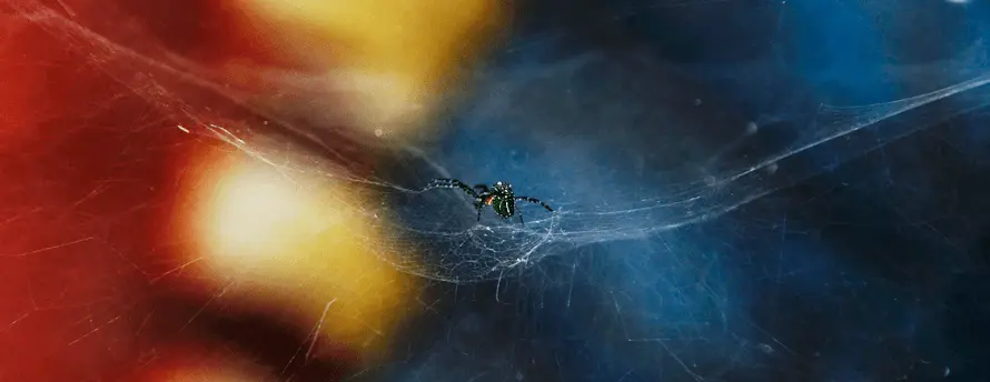 Spider control Services in Kerala