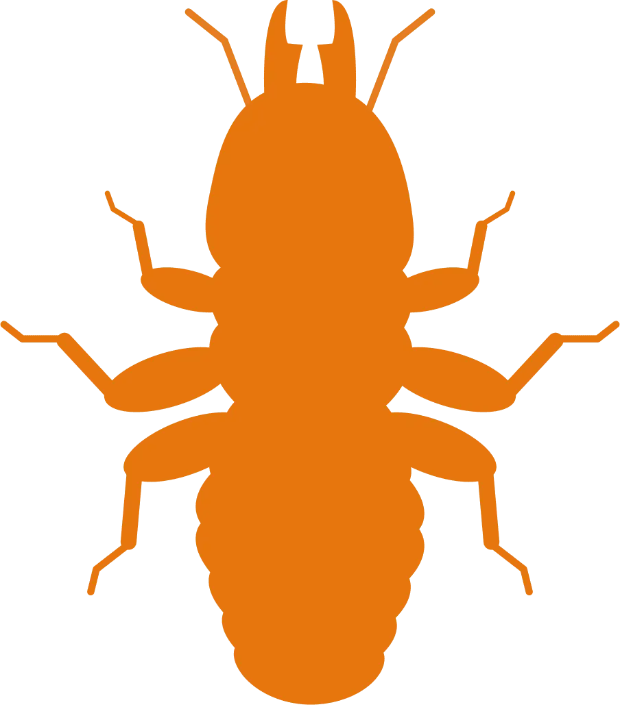 Termite Control