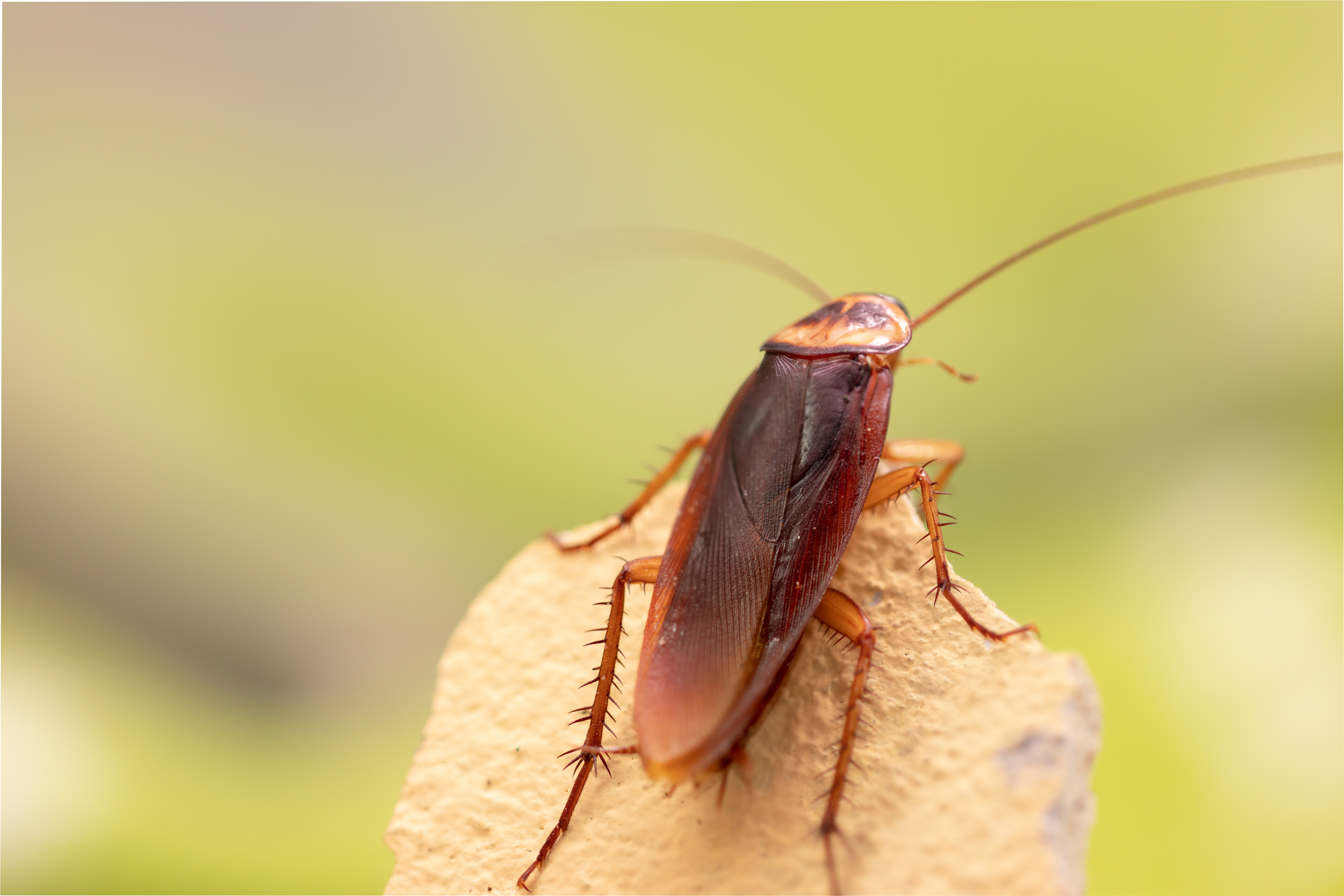 Where Do Cockroaches Hide in Your Home? Sneaky Spots to Check!