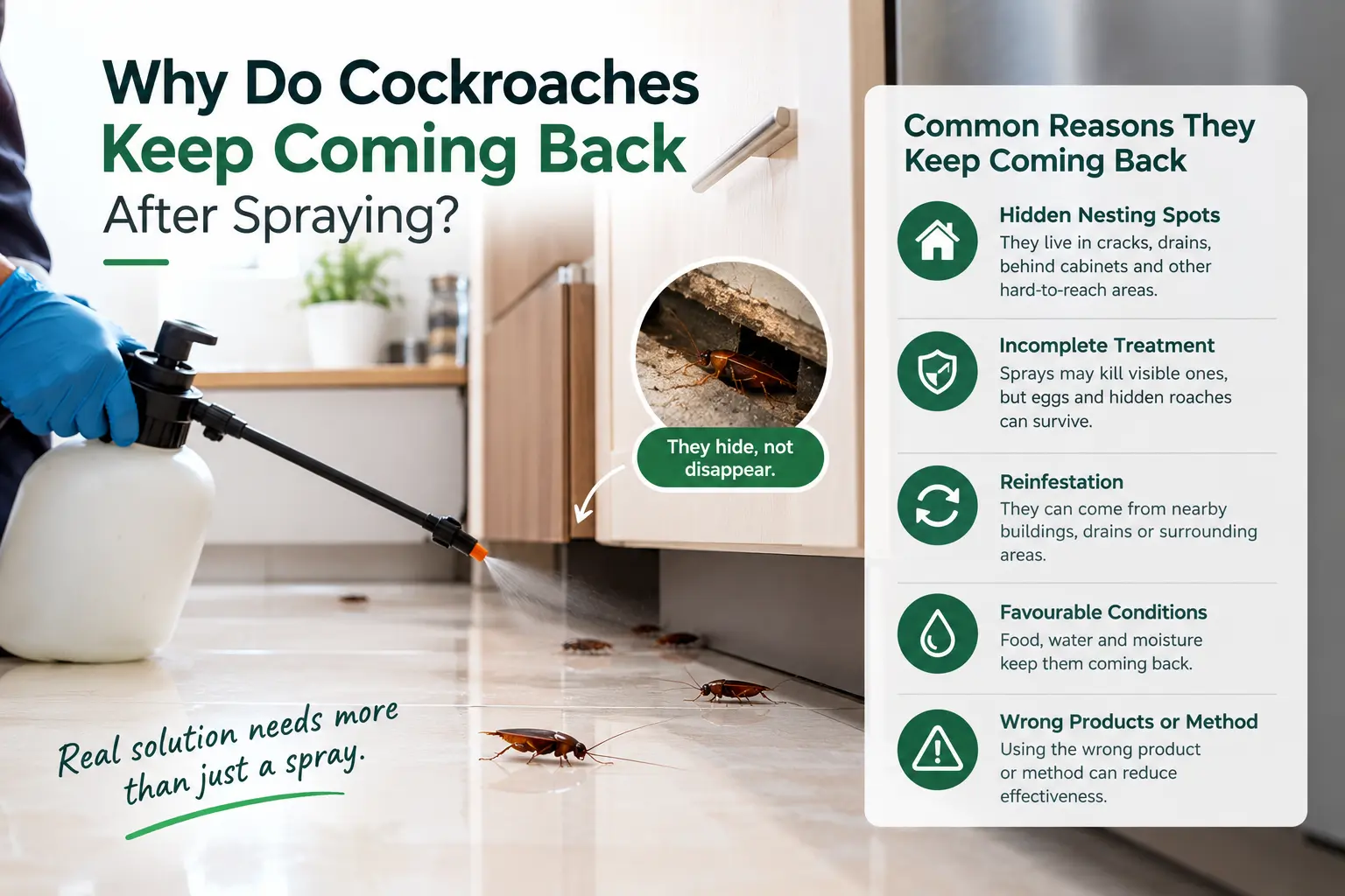 Why Do Cockroaches Keep Coming Back After Spraying?